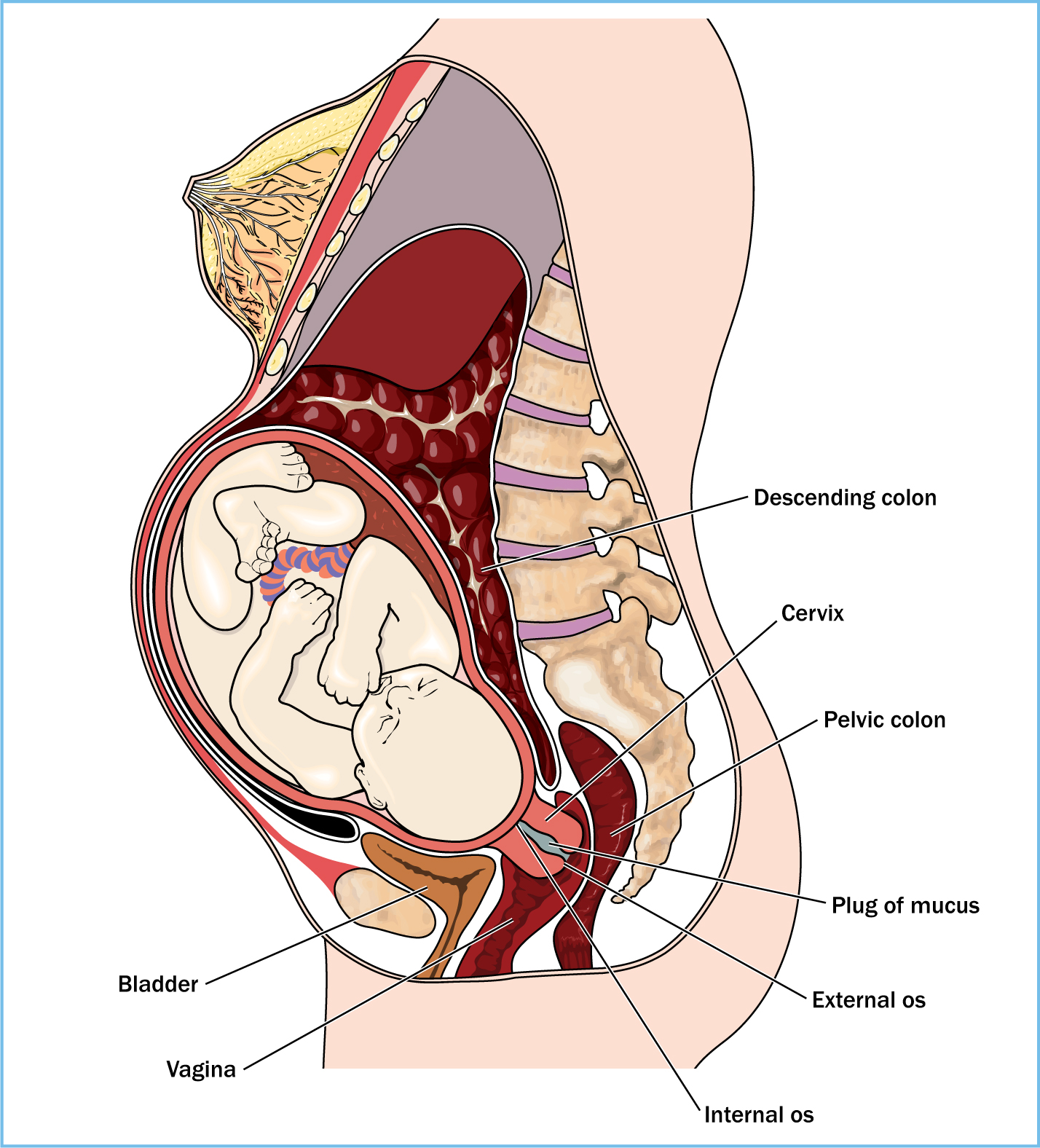 https://www.britishjournalofmidwifery.com/media/ybmpgcon/bjom-2016-24-3-164_f01.jpg